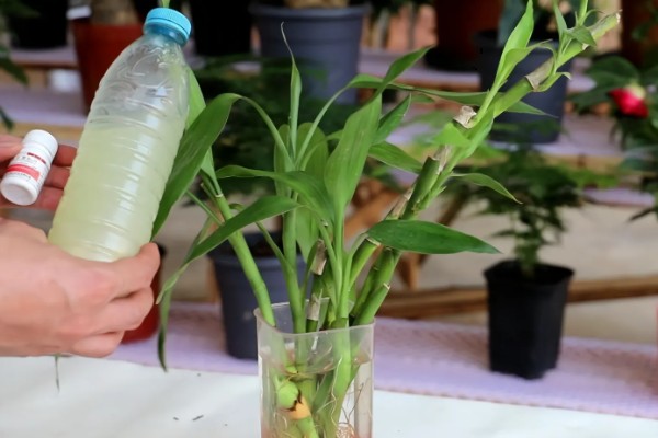 富贵竹叶子发黄可以加什么，可以加营养液、阿司匹林等