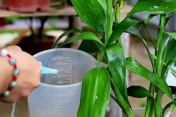 富贵竹叶子发黄可以加什么，可以加营养液、阿司匹林等