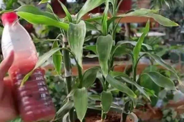 富贵竹叶子发黄可以加什么，可以加营养液、阿司匹林等