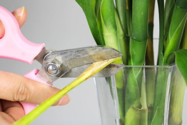 富贵竹叶子发黄可以加什么，可以加营养液、阿司匹林等