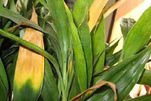 富贵竹叶子发黄可以加什么，可以加营养液、阿司匹林等