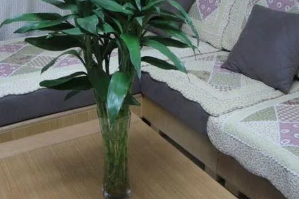 富贵竹叶子发黄可以加什么，可以加营养液、阿司匹林等