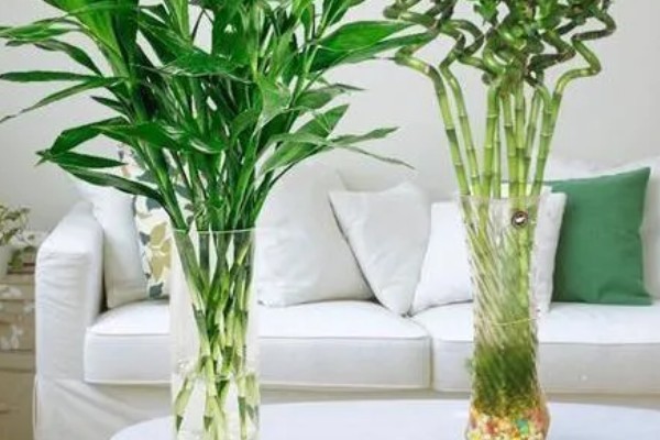 富贵竹叶子发黄可以加什么，可以加营养液、阿司匹林等