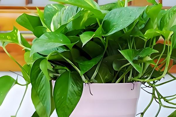 让绿萝长藤的方法，适宜生长温度在22℃左右