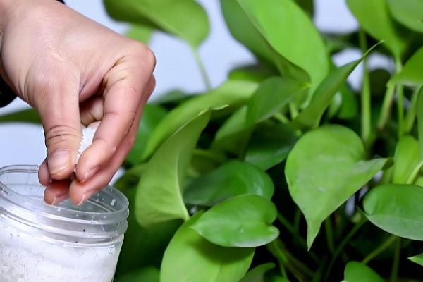 让绿萝长藤的方法，适宜生长温度在22℃左右