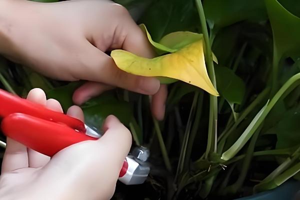 让绿萝长藤的方法，适宜生长温度在22℃左右