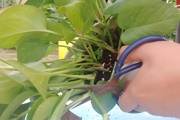 让绿萝长藤的方法，适宜生长温度在22℃左右