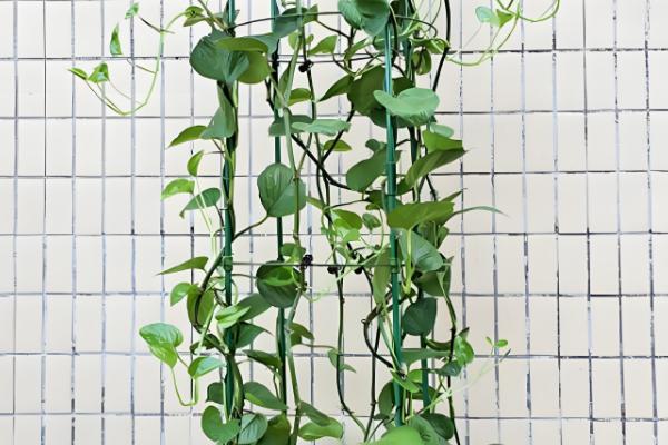 让绿萝长藤的方法，适宜生长温度在22℃左右