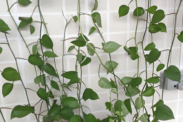 让绿萝长藤的方法，适宜生长温度在22℃左右
