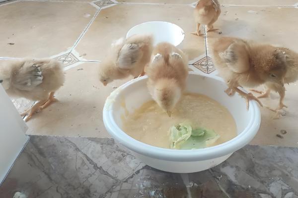 小鸡吃什么，可以吃菜叶、麦麸等谷类食物