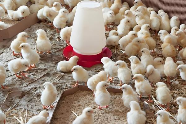 小鸡吃什么，可以吃菜叶、麦麸等谷类食物