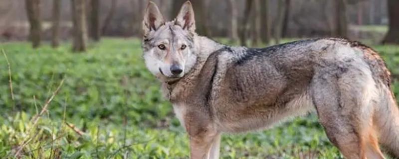 中国可以养捷克狼犬吗，在中国禁止养捷克狼犬