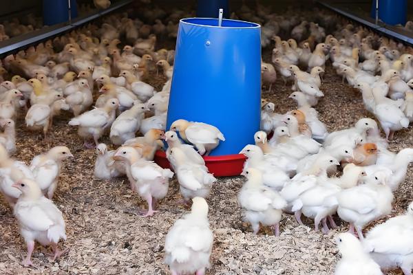 小鸡吃什么，可以吃菜叶、麦麸等谷类食物