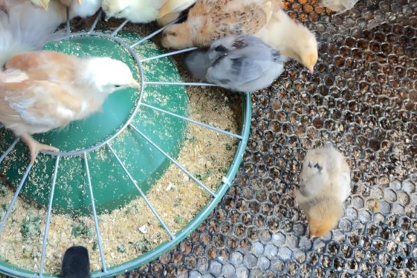 小鸡吃什么，可以吃菜叶、麦麸等谷类食物