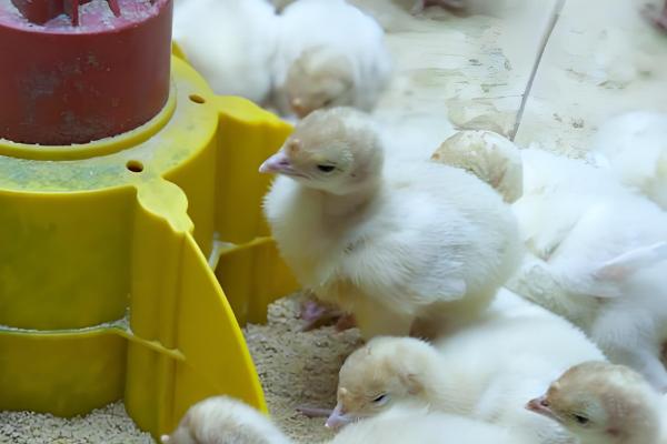 小鸡吃什么，可以吃菜叶、麦麸等谷类食物