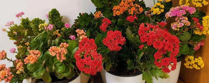 长寿花有虫如何防治,出现介壳虫可喷施杀螟松乳油