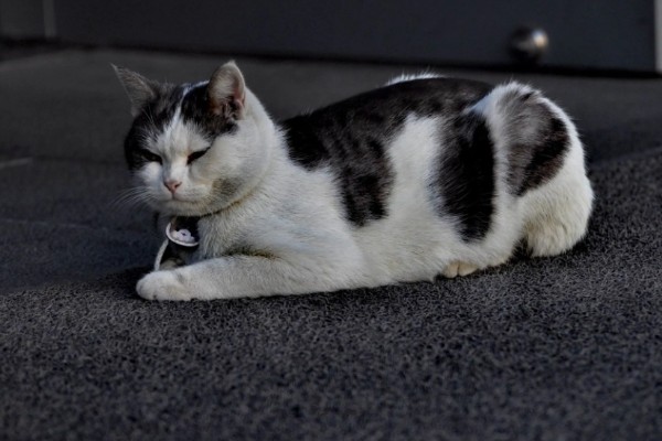 猫咪怎么预防皮肤病,做好以下三点能有效预防