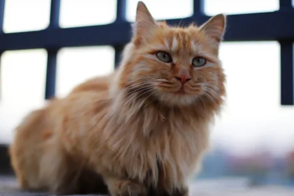 猫咪怎么预防皮肤病,做好以下三点能有效预防