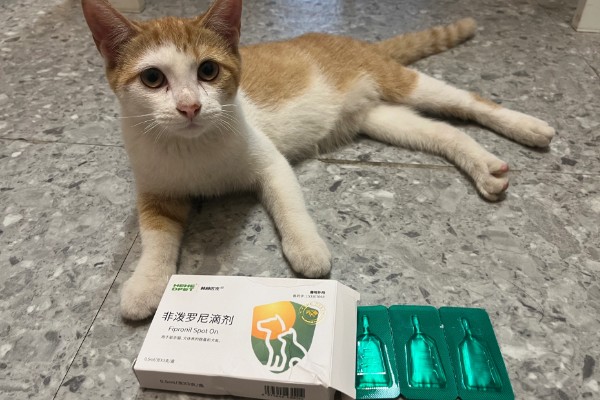 猫咪怎么预防皮肤病,做好以下三点能有效预防