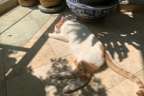 猫咪怎么预防皮肤病,做好以下三点能有效预防