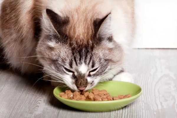 猫咪怎么预防皮肤病,做好以下三点能有效预防