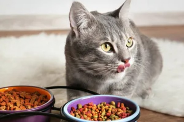 猫咪怎么预防皮肤病,做好以下三点能有效预防