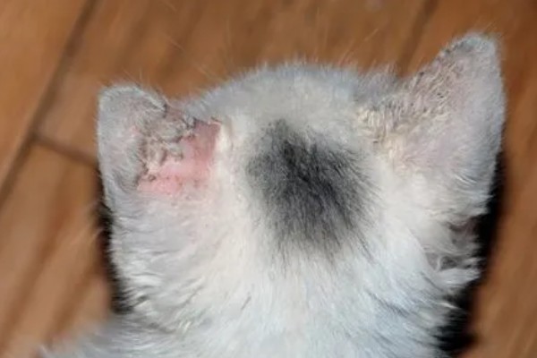 猫咪怎么预防皮肤病,做好以下三点能有效预防