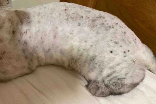 猫咪怎么预防皮肤病,做好以下三点能有效预防