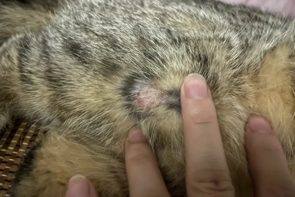 猫咪怎么预防皮肤病,做好以下三点能有效预防
