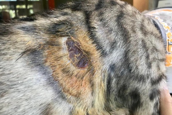 猫咪怎么预防皮肤病,做好以下三点能有效预防