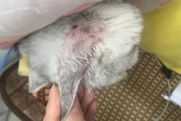 猫咪怎么预防皮肤病,做好以下三点能有效预防