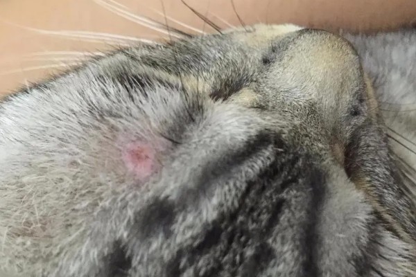 猫咪怎么预防皮肤病,做好以下三点能有效预防