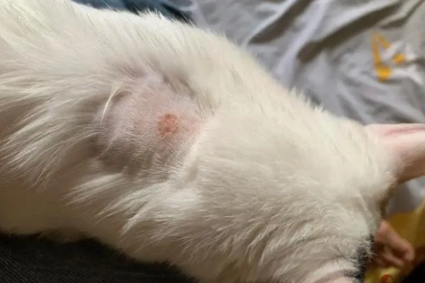 猫咪怎么预防皮肤病,做好以下三点能有效预防