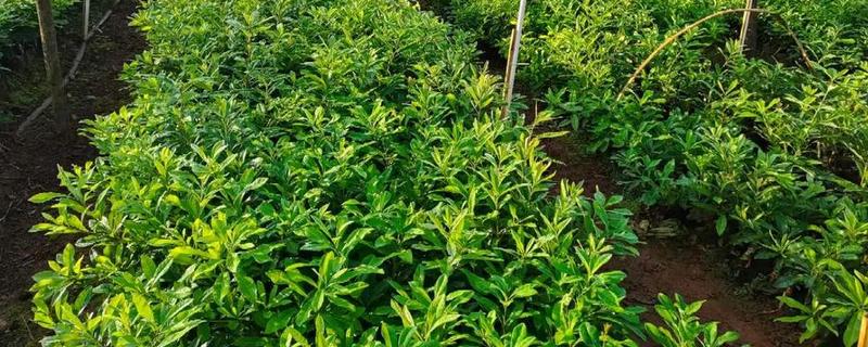 蓝莓苗要怎么挑选,通常不建议选用小苗