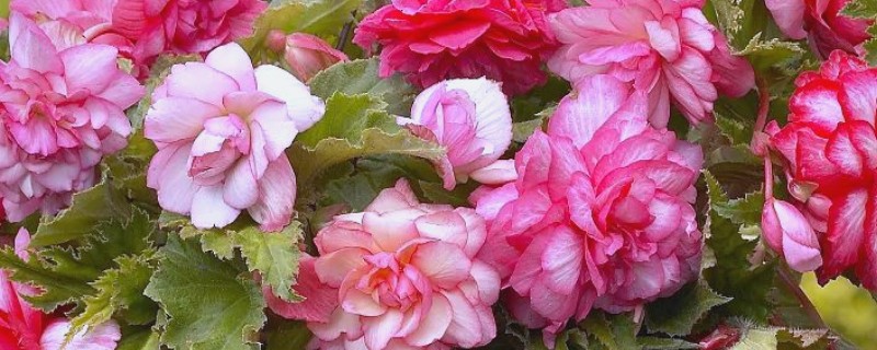 球根海棠的度夏方法，每隔2-3天浇一次水