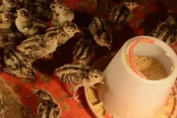 提高野鸡成活率的方法，及时开食避免雏鸡被饿死