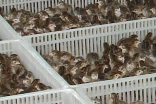 提高野鸡成活率的方法，及时开食避免雏鸡被饿死