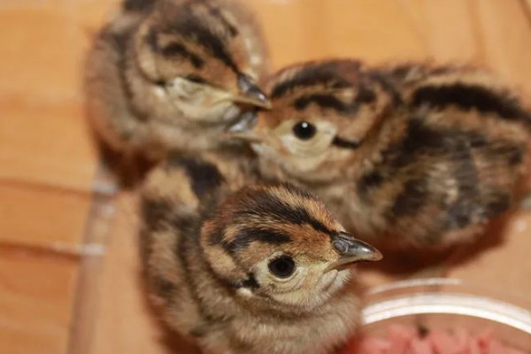 提高野鸡成活率的方法，及时开食避免雏鸡被饿死