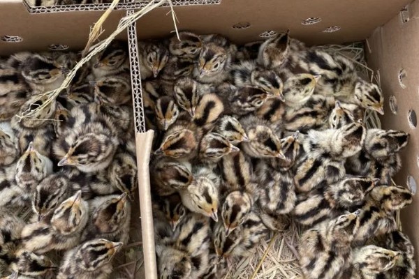 提高野鸡成活率的方法，及时开食避免雏鸡被饿死