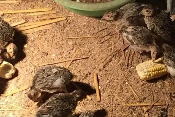 提高野鸡成活率的方法，及时开食避免雏鸡被饿死