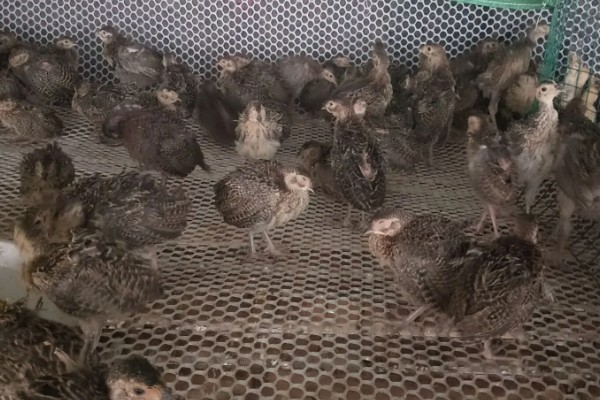 提高野鸡成活率的方法，及时开食避免雏鸡被饿死