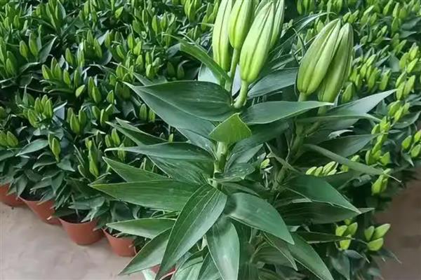 香水百合的种植技术，首先要对种球进行消毒处理