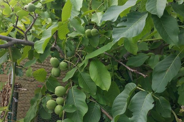 核桃树有什么风水寓意，具有和美吉祥、喜庆平安等含义