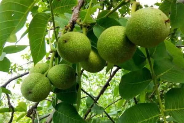 核桃树有什么风水寓意，具有和美吉祥、喜庆平安等含义