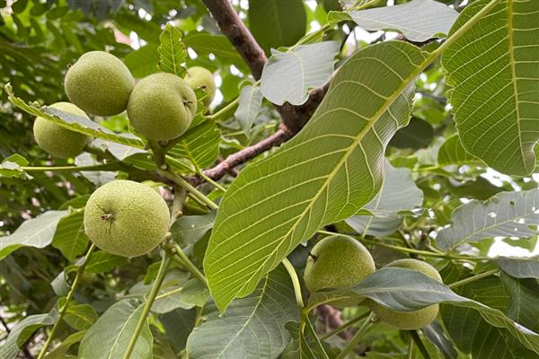 核桃树有什么风水寓意，具有和美吉祥、喜庆平安等含义
