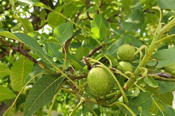 核桃树有什么风水寓意，具有和美吉祥、喜庆平安等含义