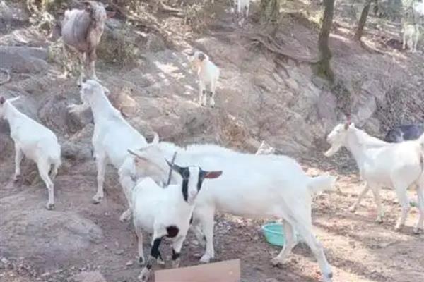 驱赶羊的方法，牵引领头羊即可