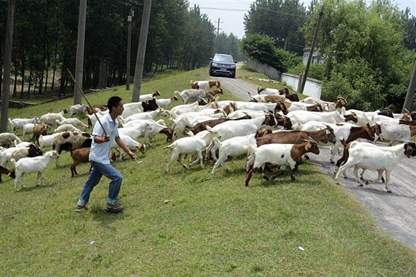 驱赶羊的方法，牵引领头羊即可