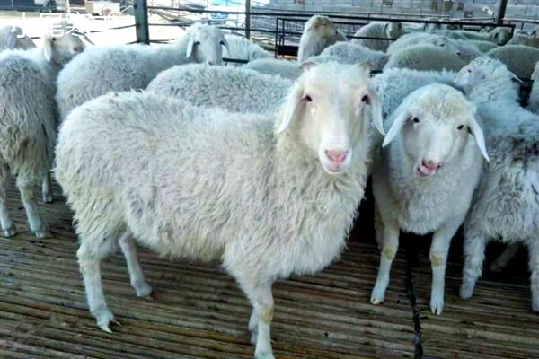 驱赶羊的方法，牵引领头羊即可