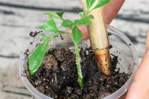 米兰花的繁殖方法,可以采用扦插的方法繁殖